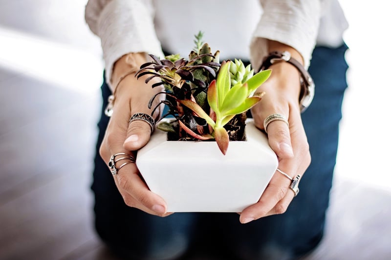 Plant Fertilizing